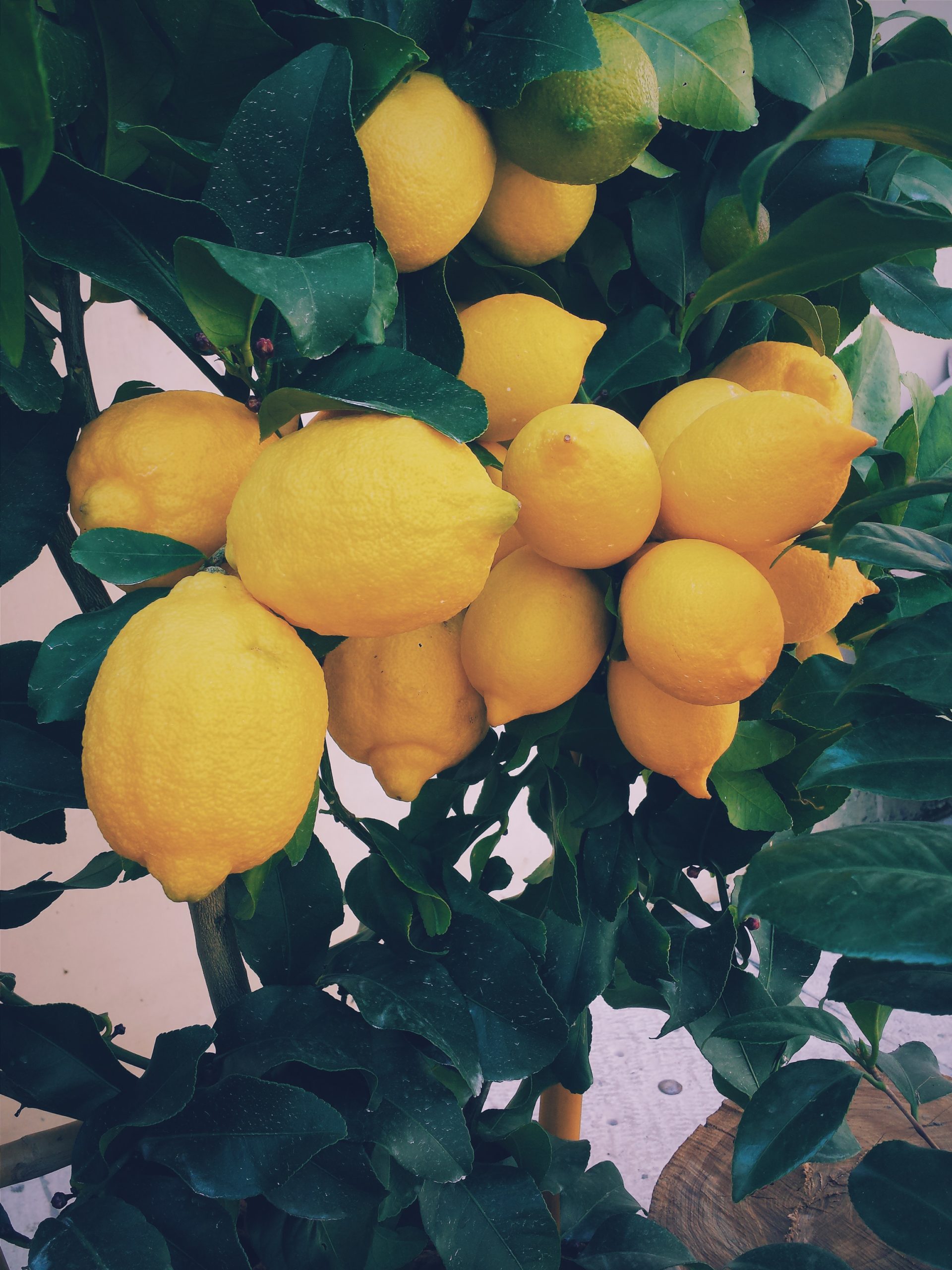 Featured image for “Lemon Greetings”